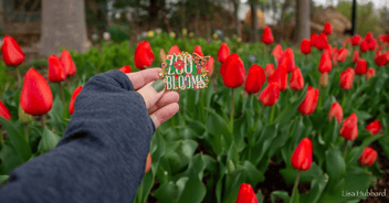Building culture, one trade at a time: The smash success of Cincinnati Zoo's pin trading program