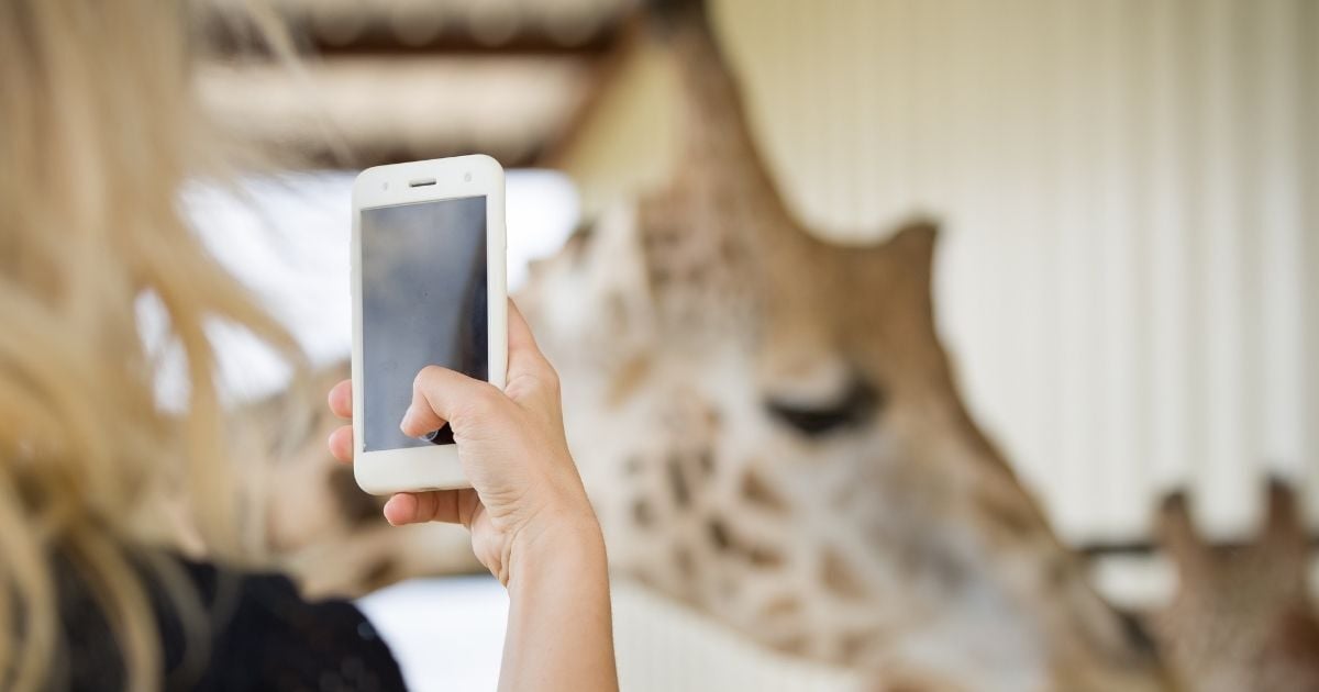 AI at Zoos and Aquariums: 4 Takeaways on Leading with Purpose
